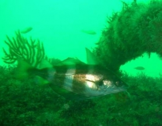 En el país de las maravillas 